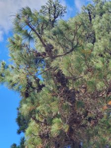 Radiata Pine - open cones scaled