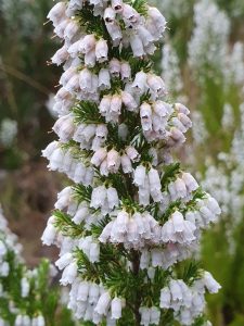 spanish heath flowers - wom - june
