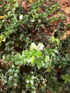 Darwin's barberry