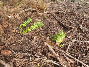 Bridal Creeper