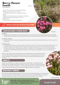 Berryflower heath weed of the month - october 2024