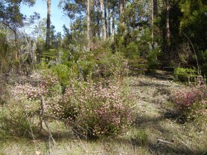 berry flower heath shurb 1