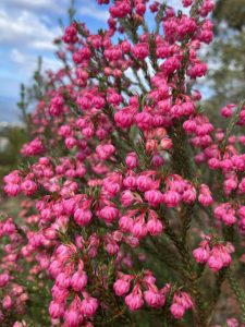 berry flower heath flower 2