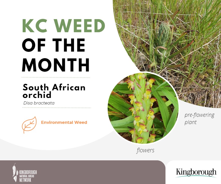 SA orchid - weed of the month novemeber 2024