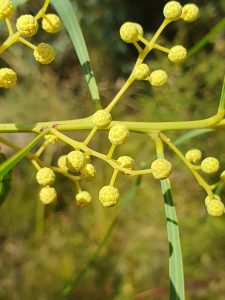 Wirilda flower buds - march WOM 2025